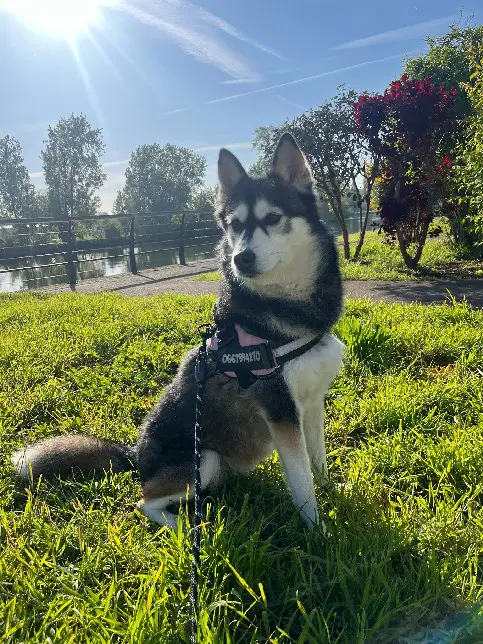 Chienne Perdue 41 Loir-et-Cher - Nyssia Chienne Perdue 41 Loir-et-Cher - Nyssia