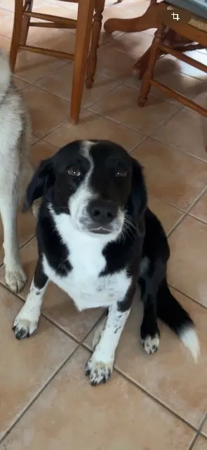 chienne lost   41400 Saint-Georges-sur-Cher Rosy