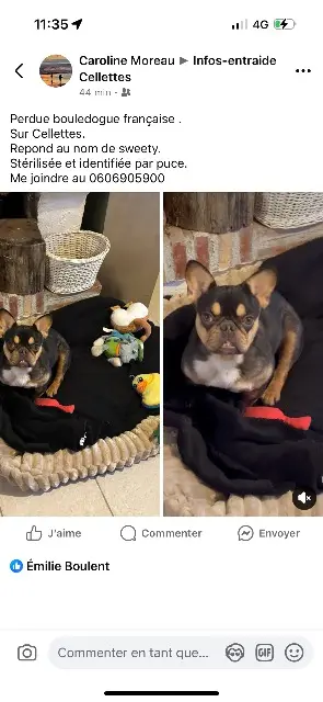 chienne lost   41120 Cellettes Sweety