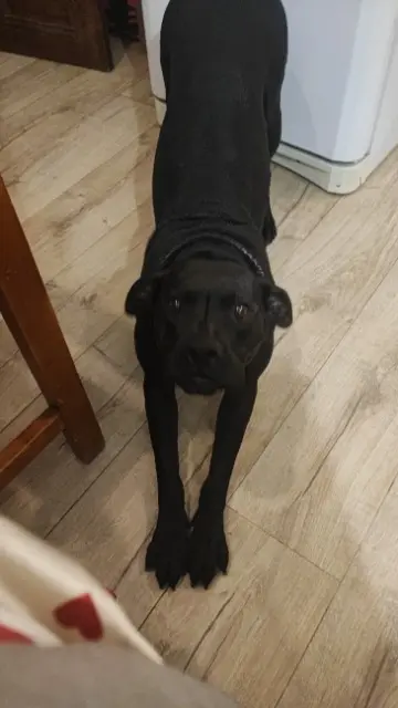 chienne lost   42220 Saint-Julien-Molin-Molette Bella