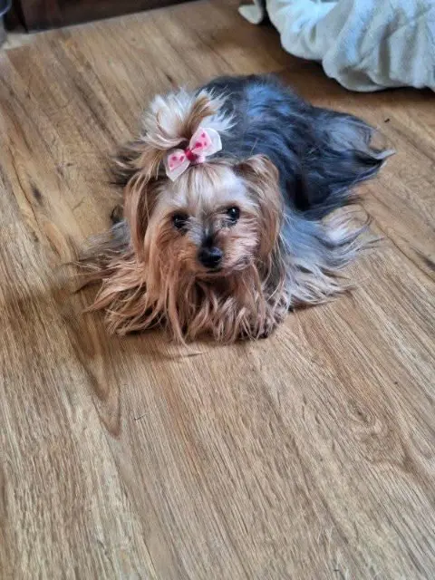 chienne lost   42670 Belmont-de-la-Loire Holly