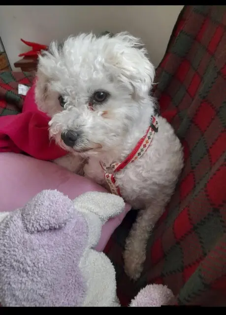 chienne lost   42640 Noailly Kita