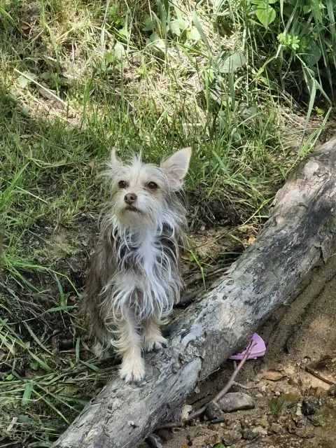 chienne lost   42440 Noirétable Loli