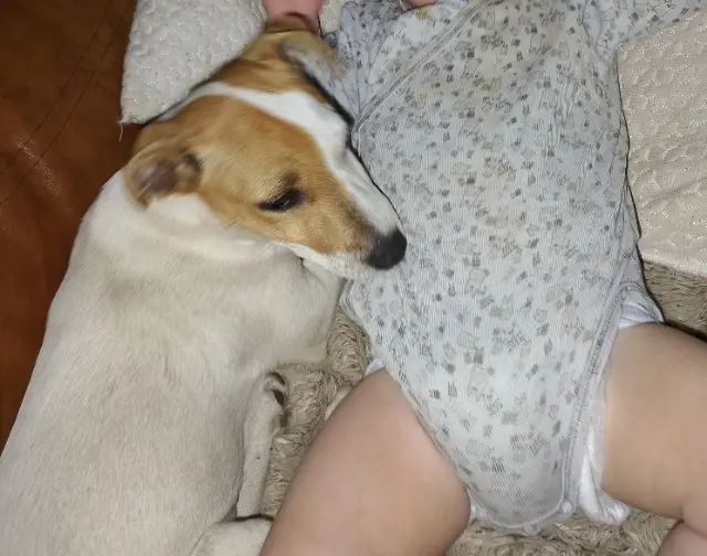 chienne lost   42640 Saint-Germain-Lespinasse Loli