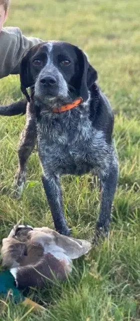 chienne lost   42550 Apinac Louve