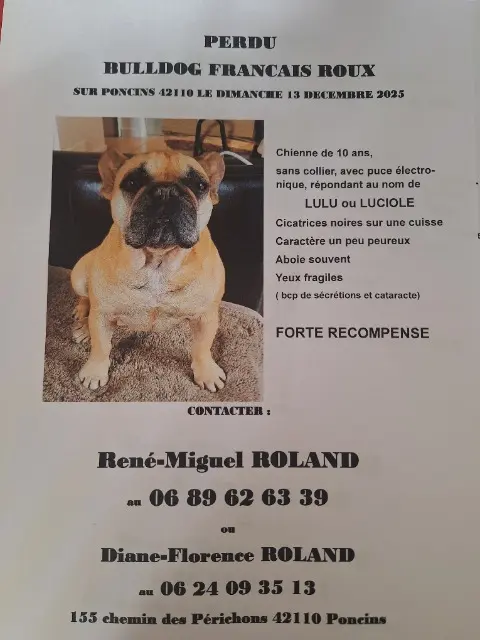 chienne lost   42110 Poncins Luciole
