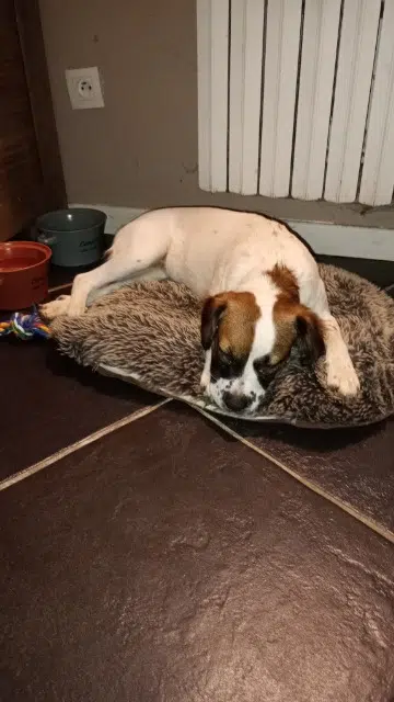 chienne lost   42560 Chenereilles Mira