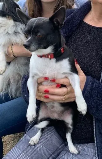 chienne lost   42390 Villars Nina