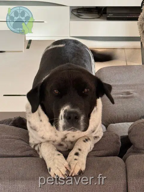chienne lost   42540 Sainte-Colombe-sur-Gand Pirouette