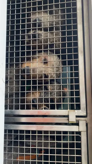 chienne lost   42830 Saint-Priest-la-Prugne Prune