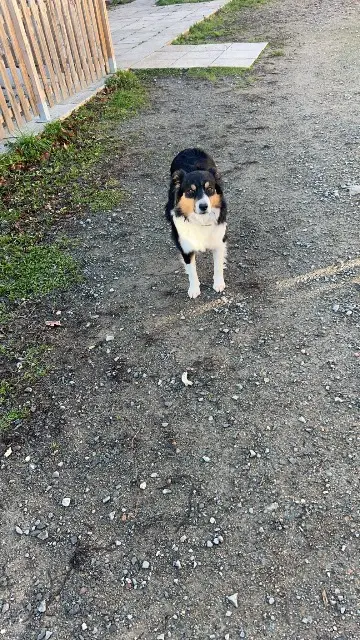 chienne lost   42510 Balbigny Ralphy