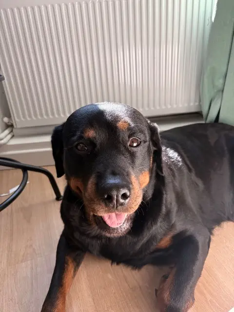 chienne lost   42300 Roanne Rokssy