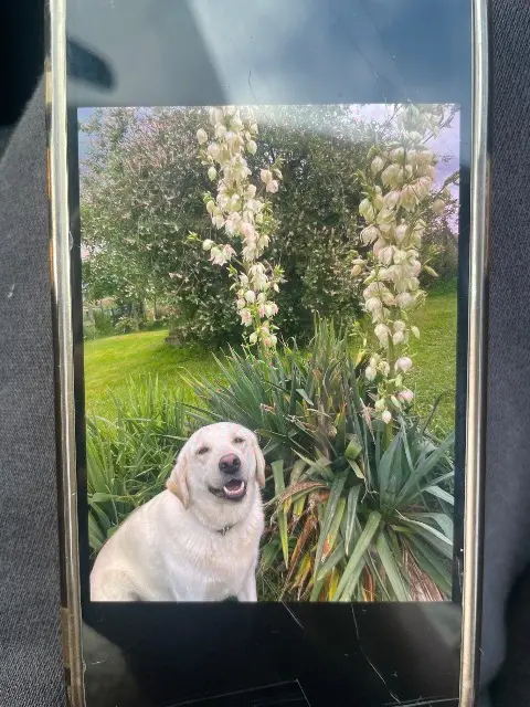 chienne lost   42460 Coutouvre Rêva