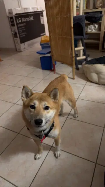 chienne lost   42700 Firminy Umi