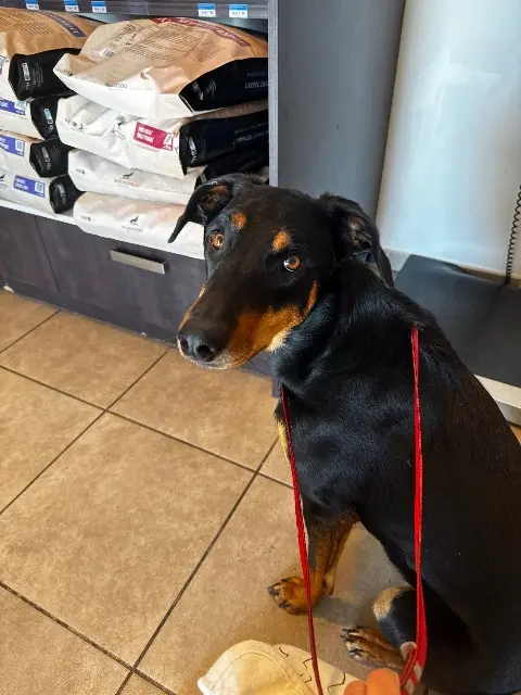 chienne lost   42130 Saint-Étienne-le-Molard Uscka
