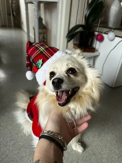 chienne lost    Vézelin-sur-Loire Nala