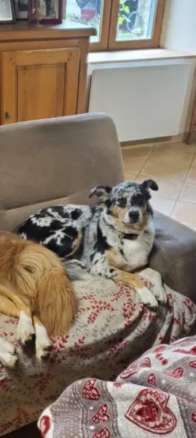 chienne lost   42570 Saint-Héand Zecka