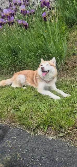 chienne lost   43800 Malrevers Diva