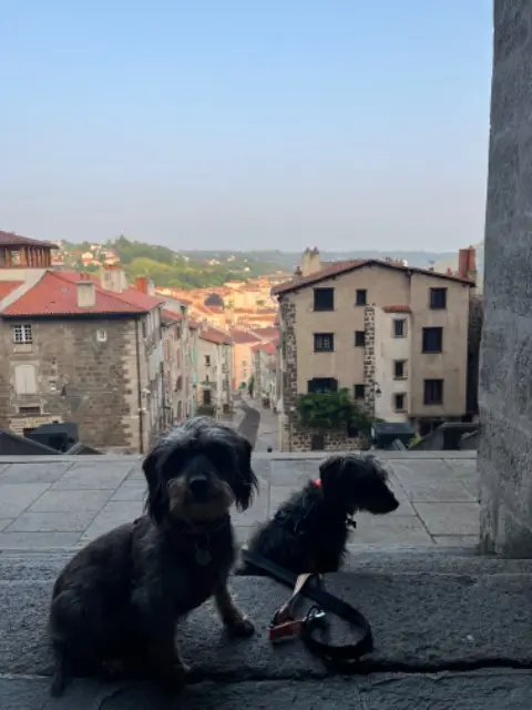 chienne lost   43000 Le Puy-en-Velay Jinga