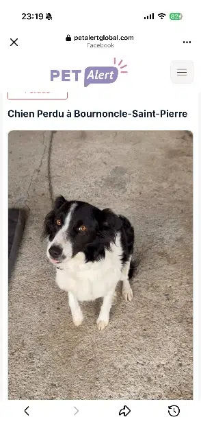 chienne lost   43360 Bournoncle-Saint-Pierre Molly