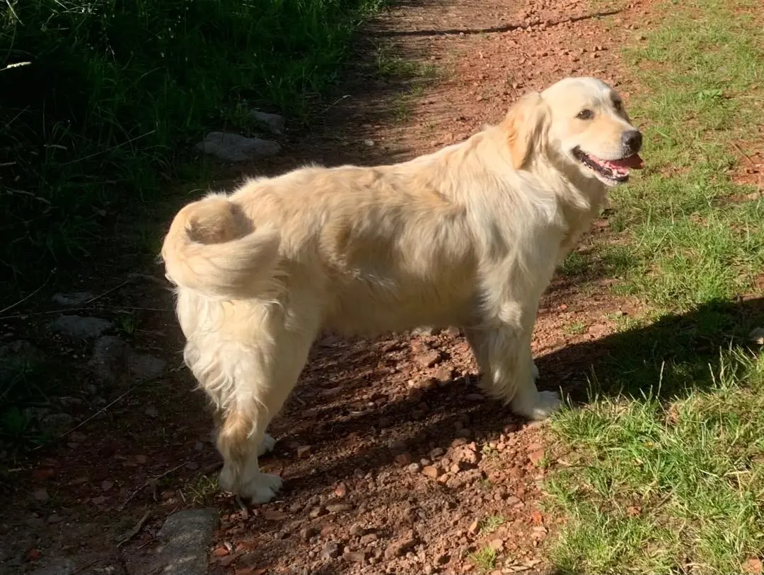 Chienne Perdue 43 Haute-Loire - Smoothie Chienne Perdue 43 Haute-Loire - Smoothie