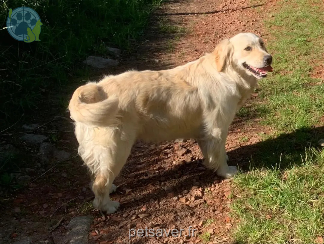 Chienne Perdue 43 Haute-Loire - Smoothie Chienne Perdue 43 Haute-Loire - Smoothie