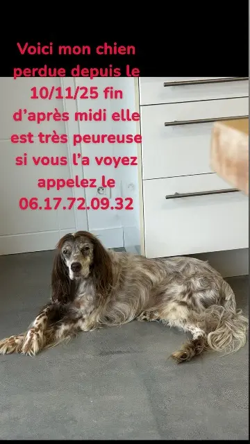 chienne lost   44650 Corcoué-sur-Logne Helle