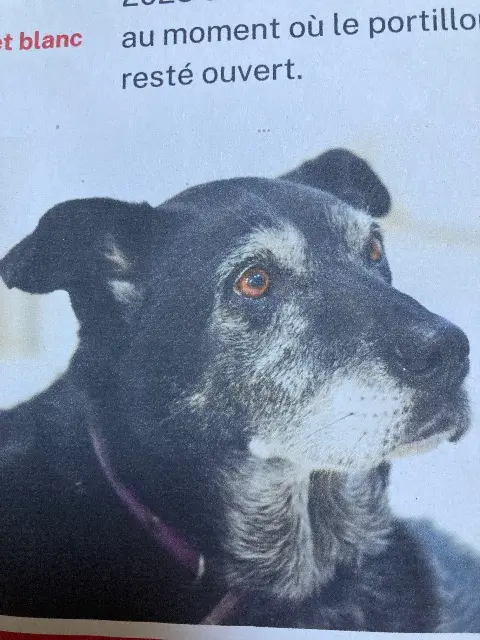 chienne lost   44680 Sainte-Pazanne Java