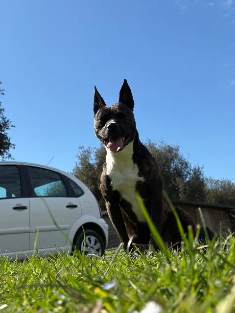 chienne lost   44740 Batz-sur-Mer Kiara