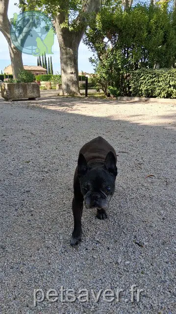 cadela lost 44380 Pornichet Lilou