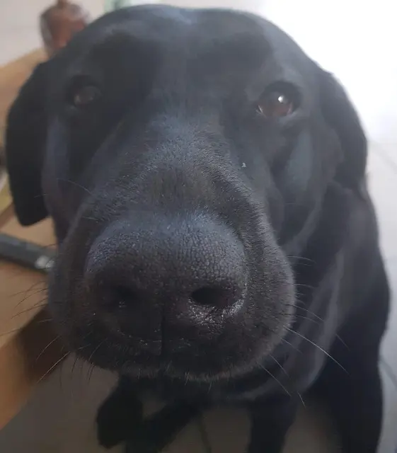 chienne lost   44600 Saint-Nazaire Lola