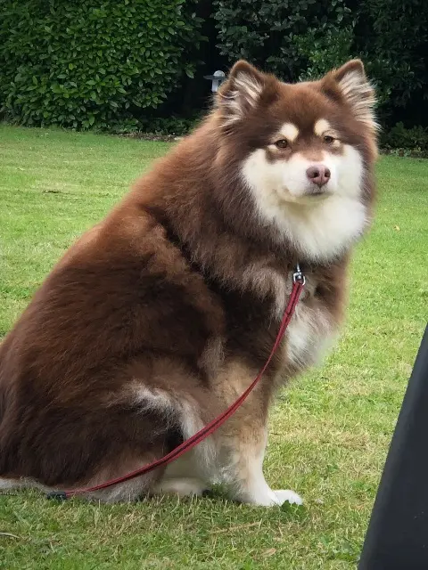 chienne lost   44400 Rezé Lou
