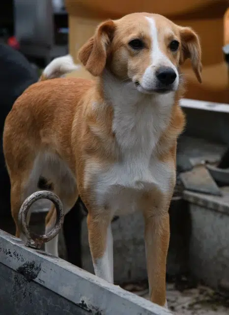 chienne lost   44370  Louba