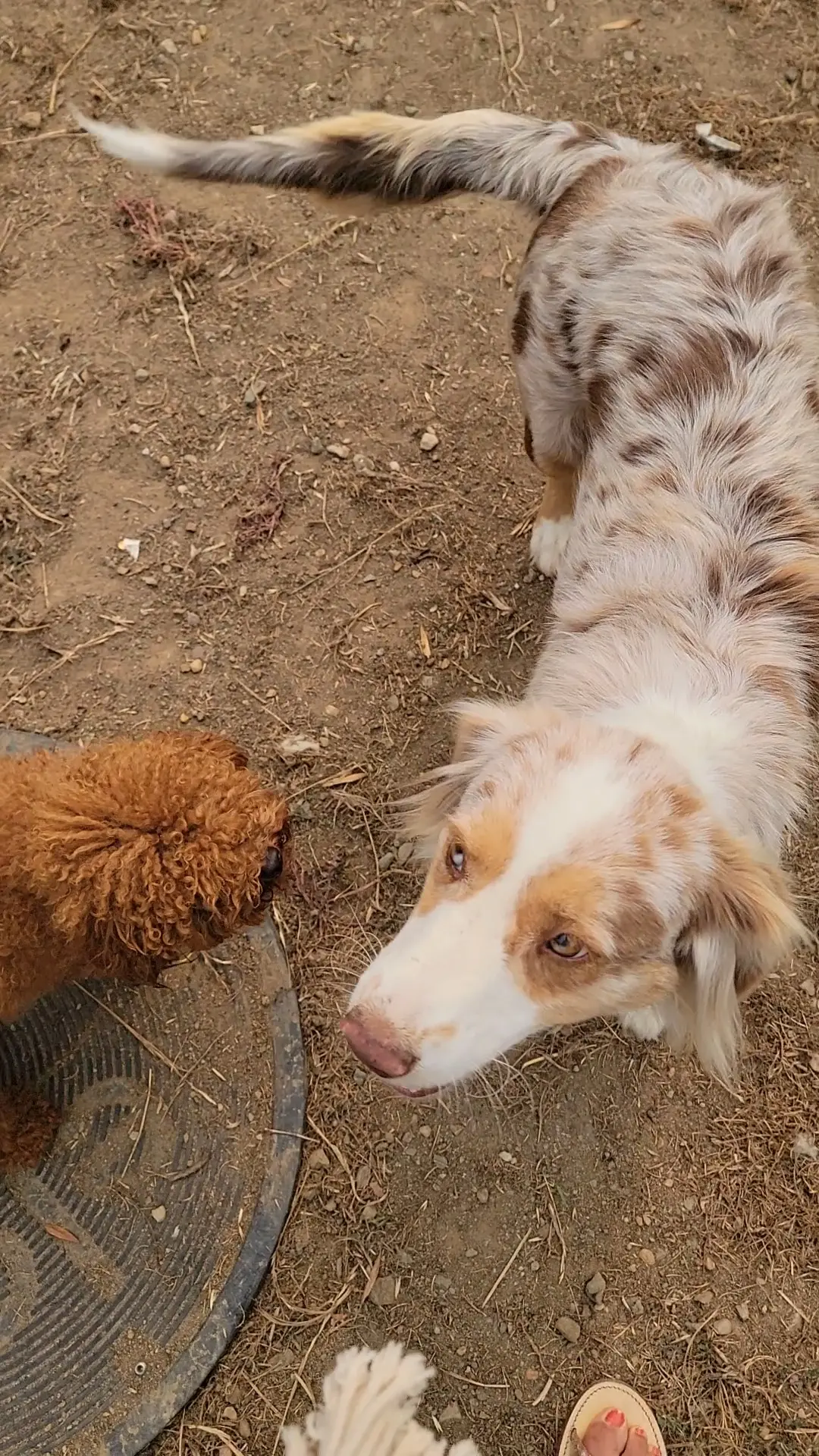chienne lost   44270 Machecoul-Saint-Même Roseïs