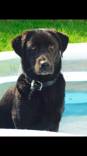 chienne lost   44850 Le Cellier Maddy