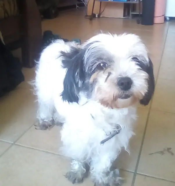 chienne lost   44290 Guémené-Penfao Mignonne