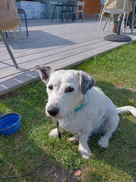 chienne lost   44750 Campbon Milo