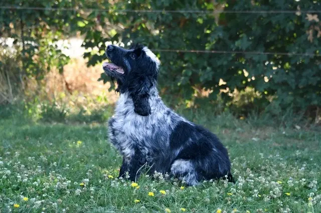 chienne lost   44210 Pornic Moïra