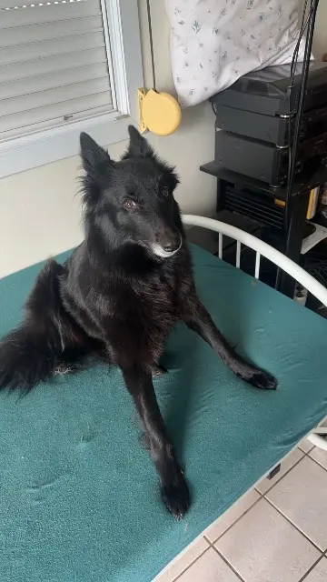 chienne lost   44118 La Chevrolière Nala