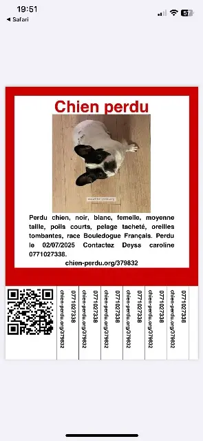 chienne lost   44350 Guérande Nala