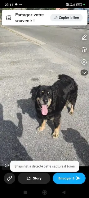 chienne lost   44600 Saint-Nazaire Nala