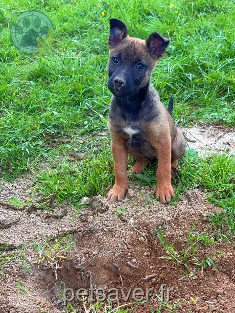 chienne lost    Nantes Dona