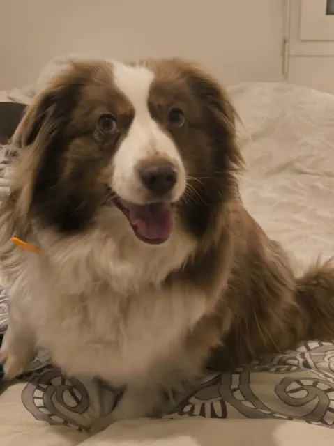 chienne lost    Nantes Oxane