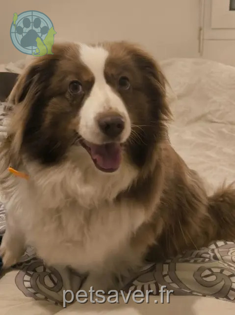 chienne perdue Nantes Oxane chienne lost Nantes Oxane