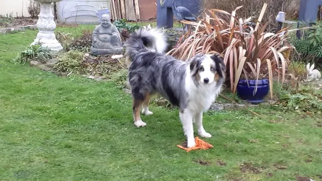 chienne lost   44400 Rezé Naya