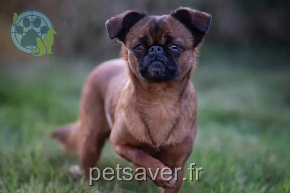 Chienne Perdue 44 Loire-Atlantique - Noum Chienne Perdue 44 Loire-Atlantique - Noum