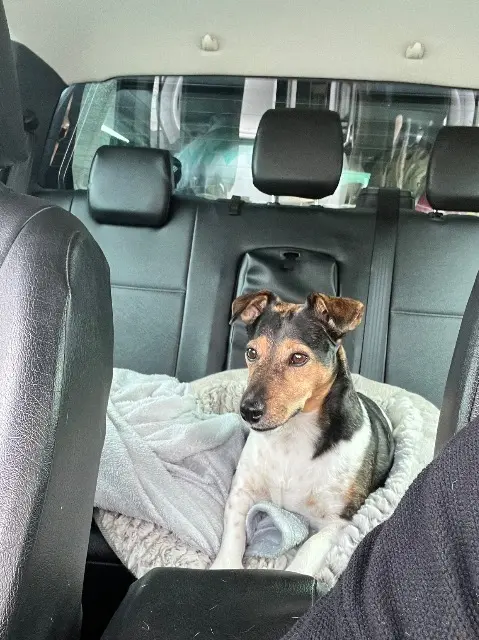 chienne lost   44660 Rougé Nova