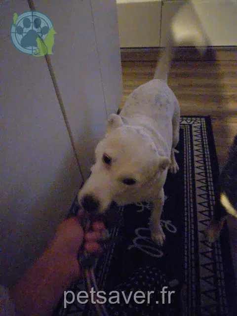 chienne lost   44160 Pontchâteau Poppy