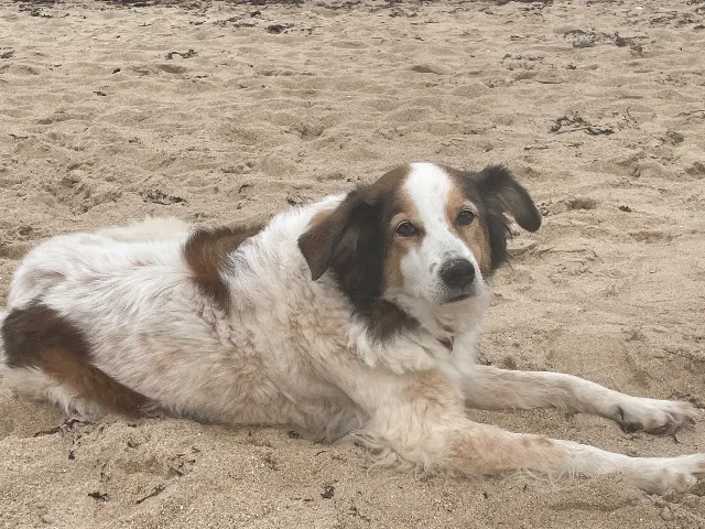 chienne lost   44400 Rezé Princesse