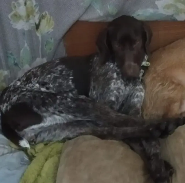 chienne lost   44570 Trignac Ri